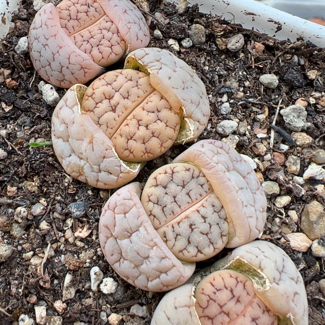 1.19好看的多肉747