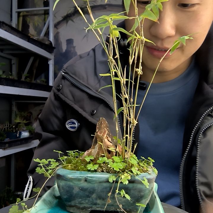 家小盆景小植物一物一拍206