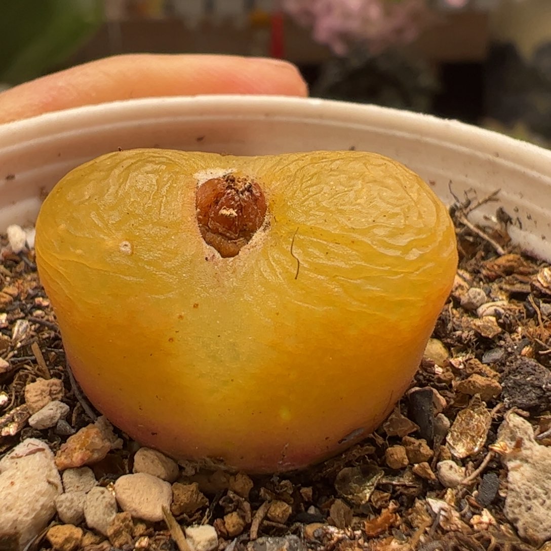 多肉植物百科136