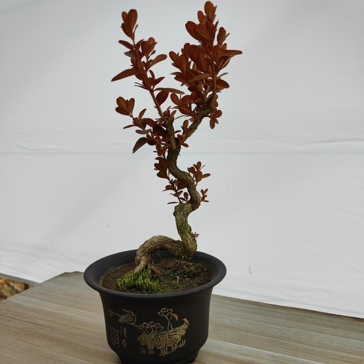 小叶女贞微型盆景室内微型老桩盆景