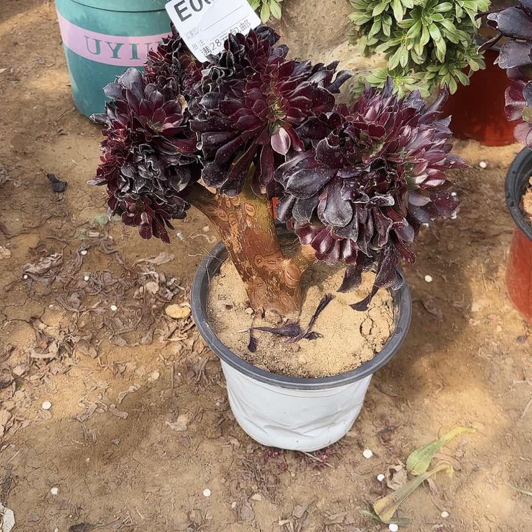 望**岸004欧子缀多肉植物