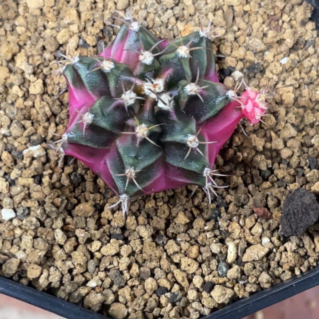 小***学当前无花朵，栽培后可花朵泡泡糖