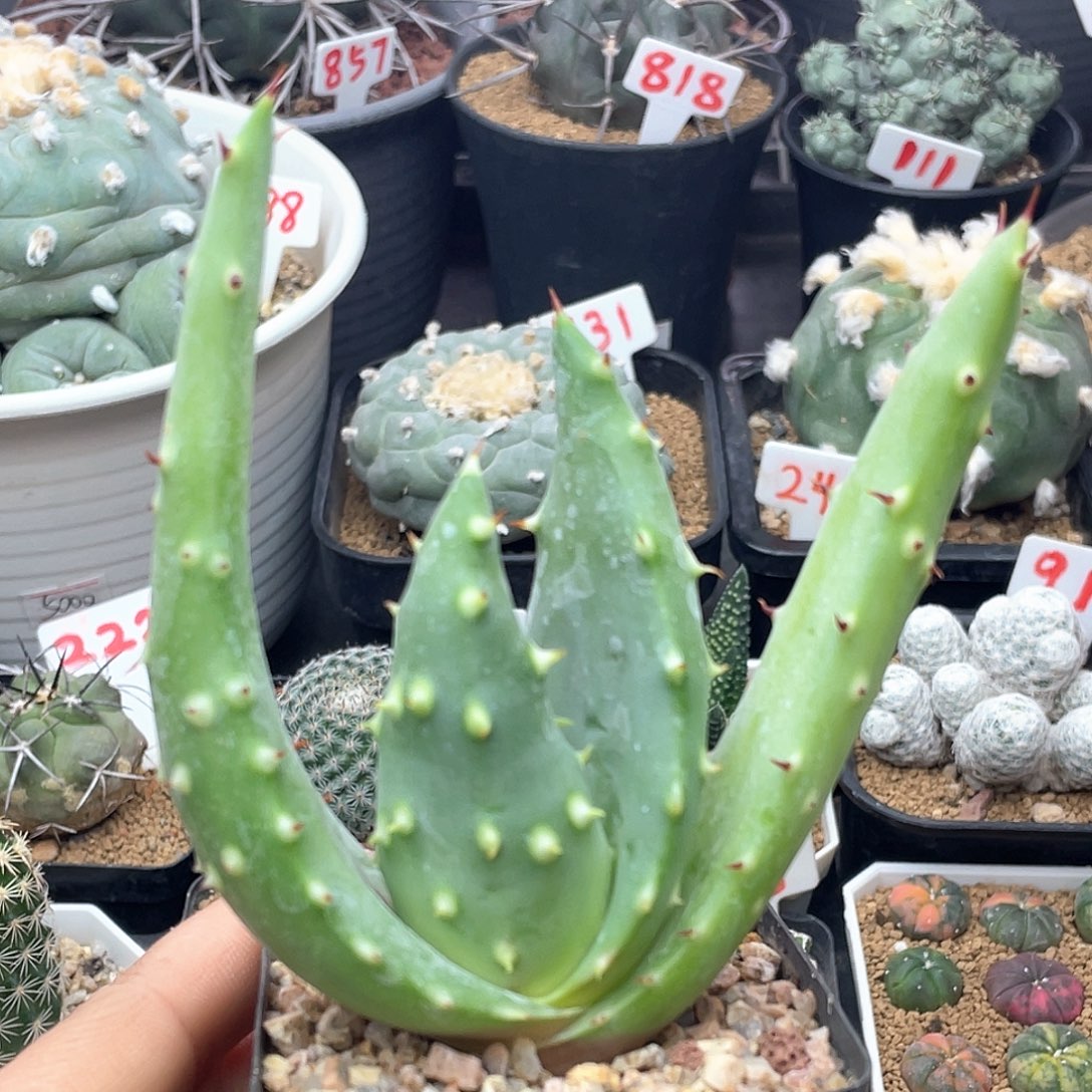 实生王刺锦芦荟仙人球