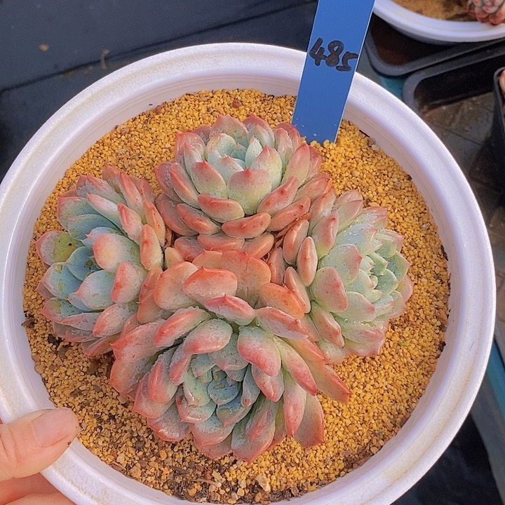 485多肉植物老桩