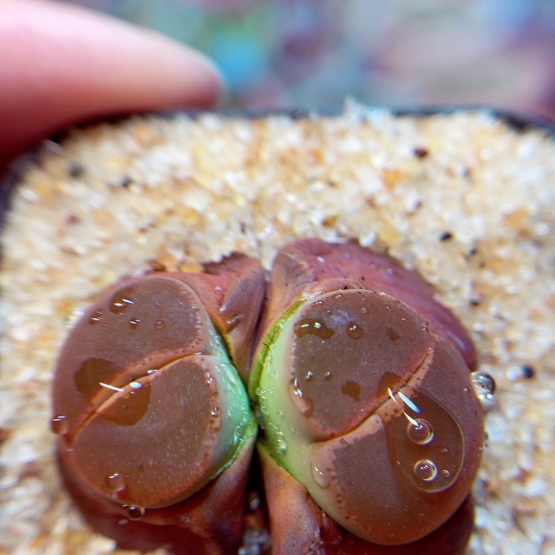 725. Yuiii679976567&&88