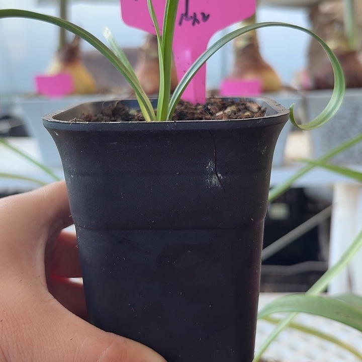 无花朵双蜻蜓朱顶红直径1-1.2