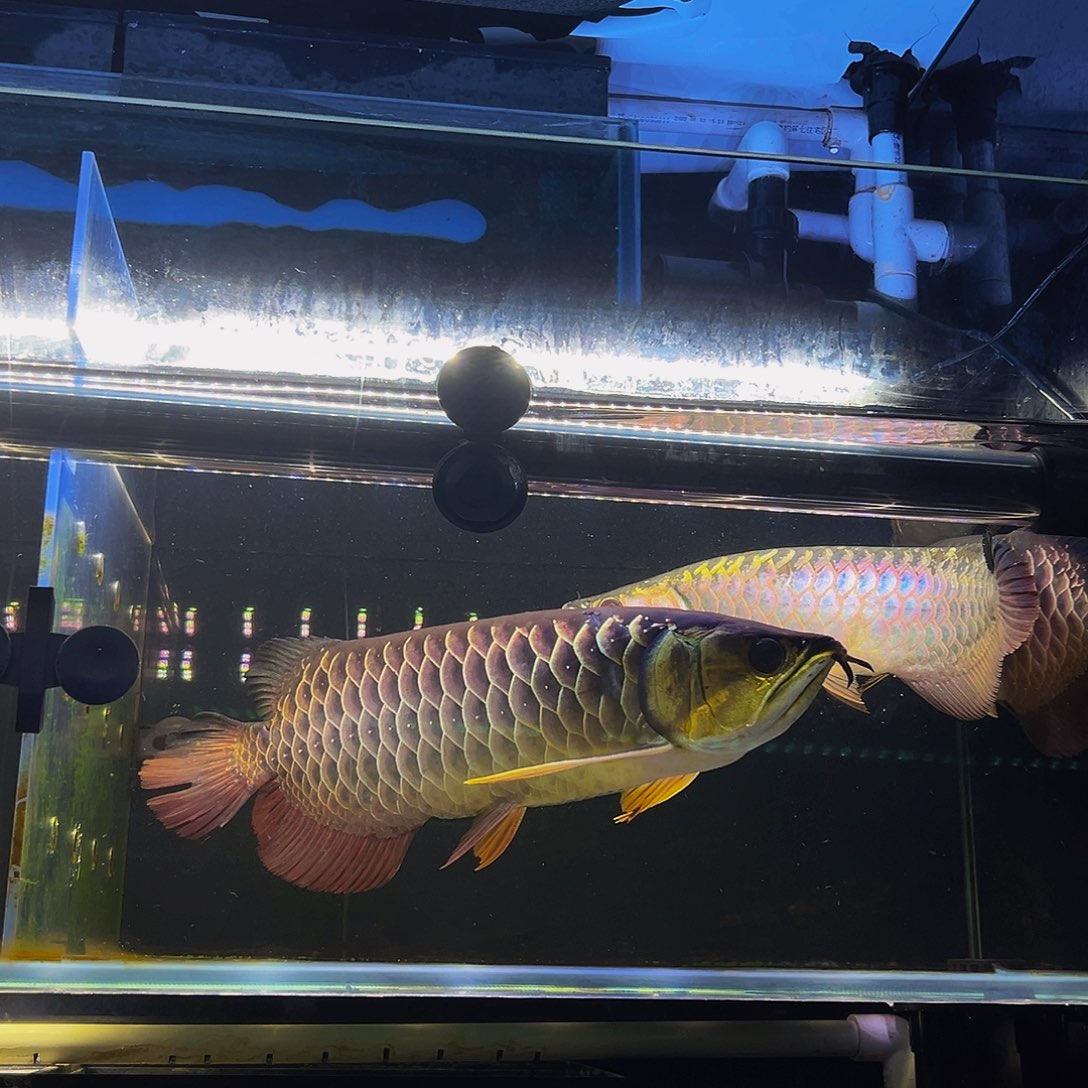 中国大陆尘*马来西亚古典过背金龙