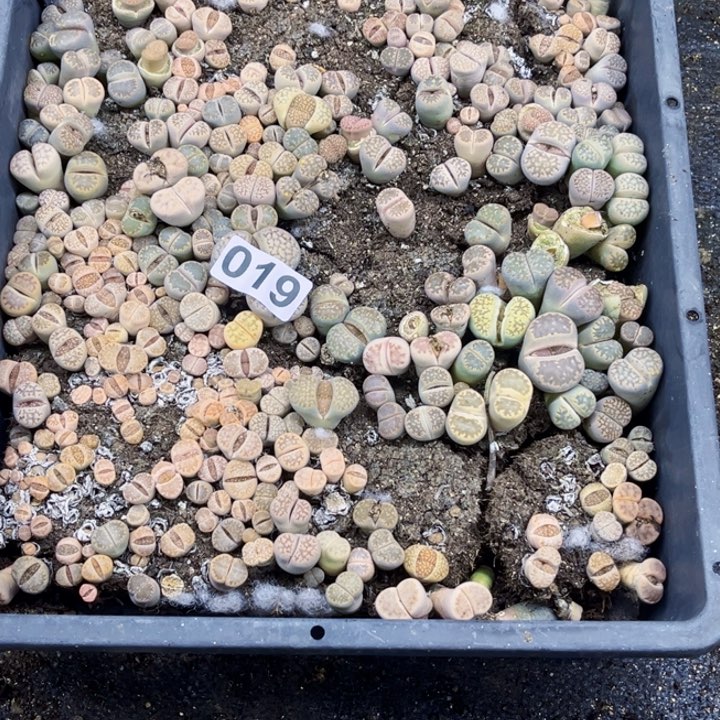 019生石花一物一图如图带框