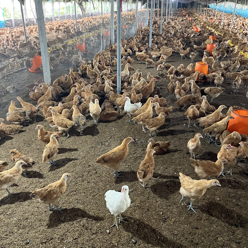 宠物鸡苏禽绿壳鸡脱温鸡农村散养土鸡