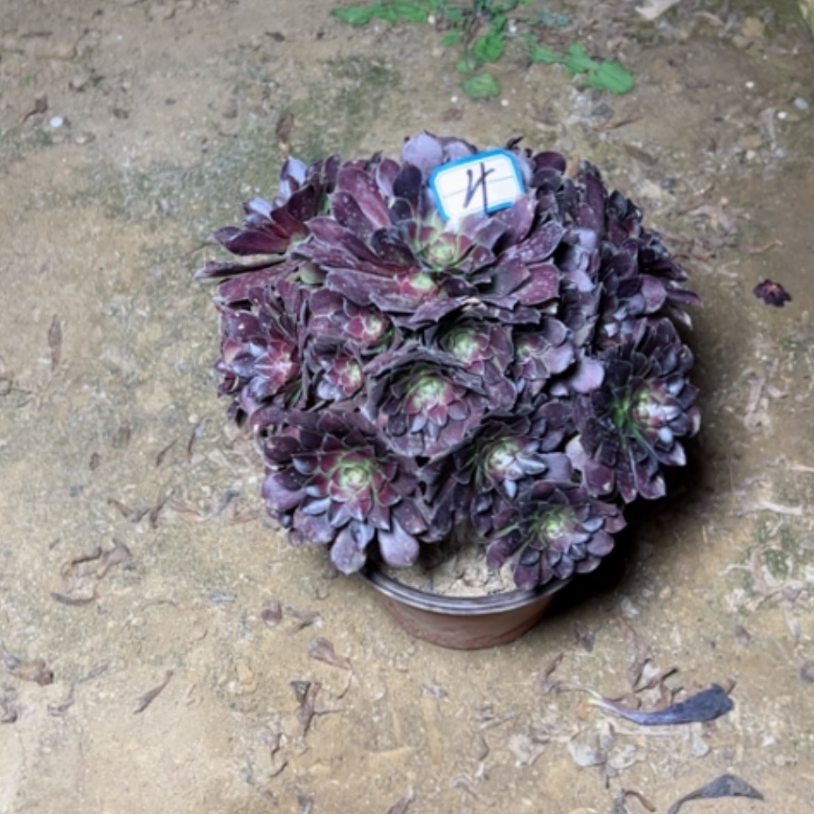 【闪购商品】多肉植物何兰4