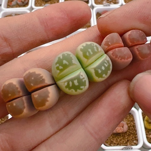 【闪购商品】20354