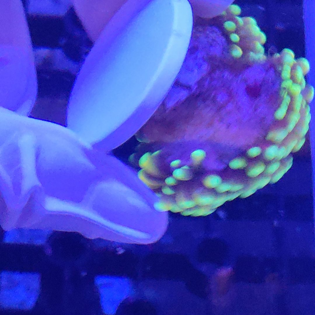 智海珊瑚 不支持退货不包邮接受再下单