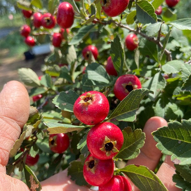 山楂盆景 山里红童子功盆景素材