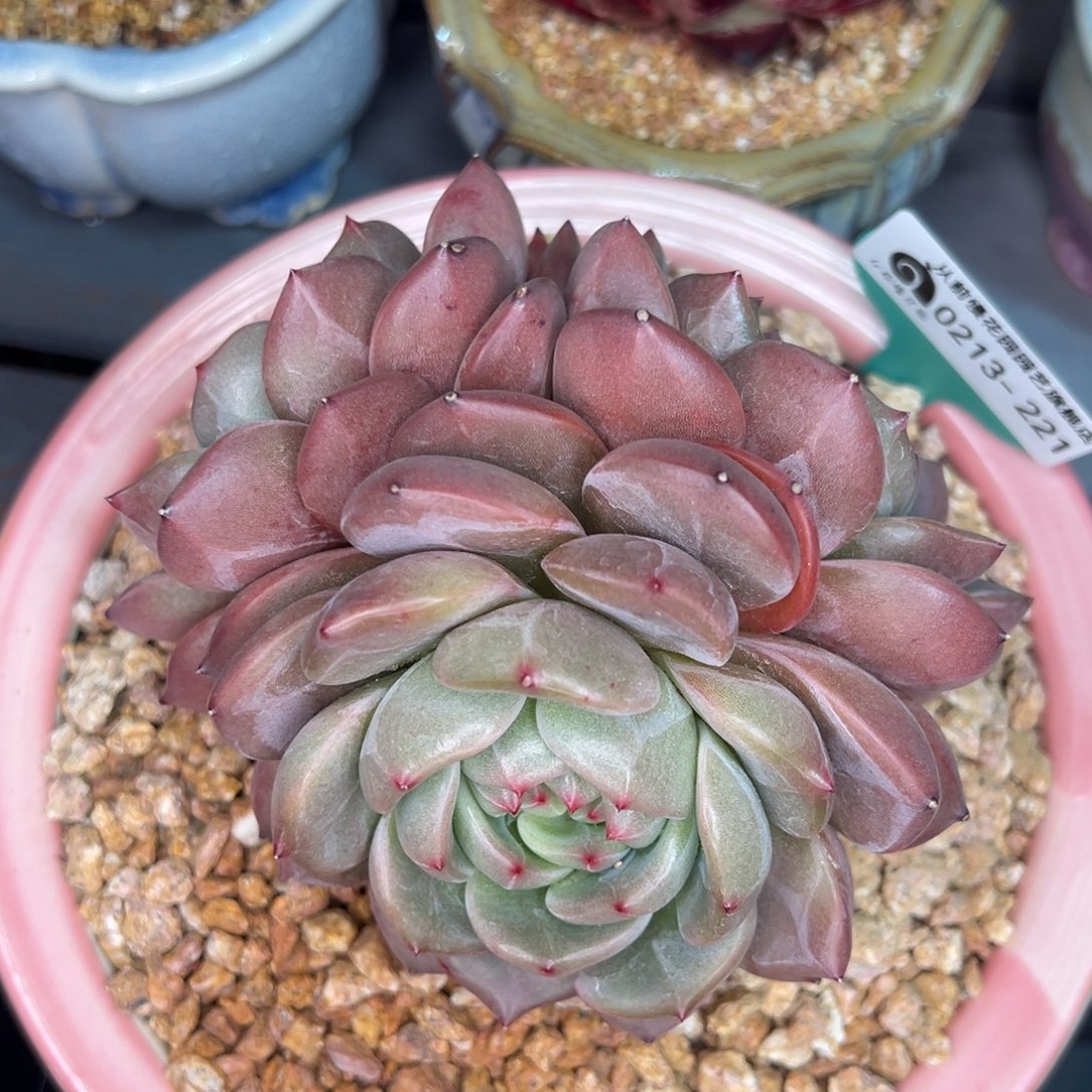 从前慢多肉精选编号0213.221