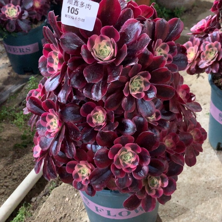105美杜莎多肉植物有段头