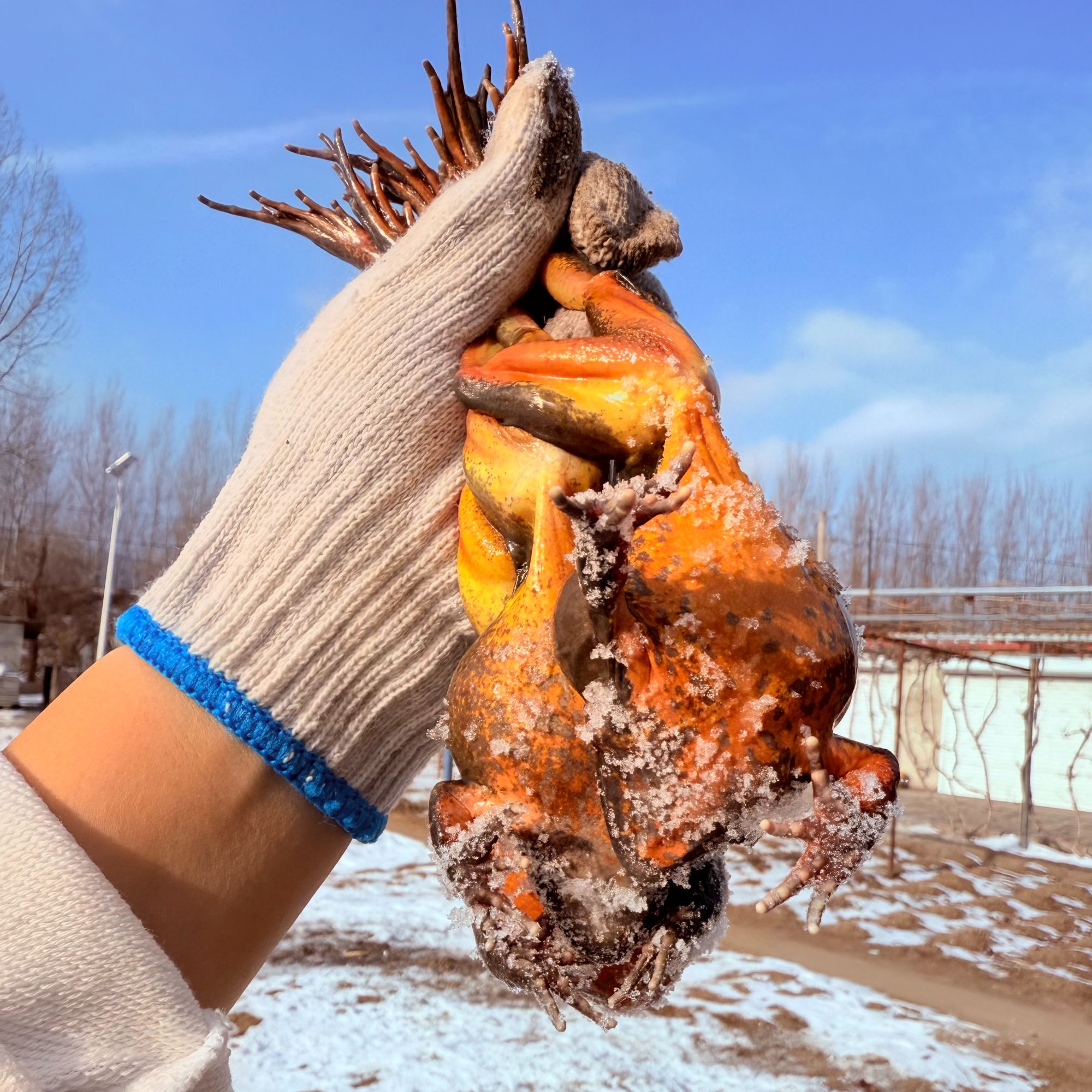 【特价鲜活大母豹】两斤母蛤蟆河鲜母豹子送东北大酱