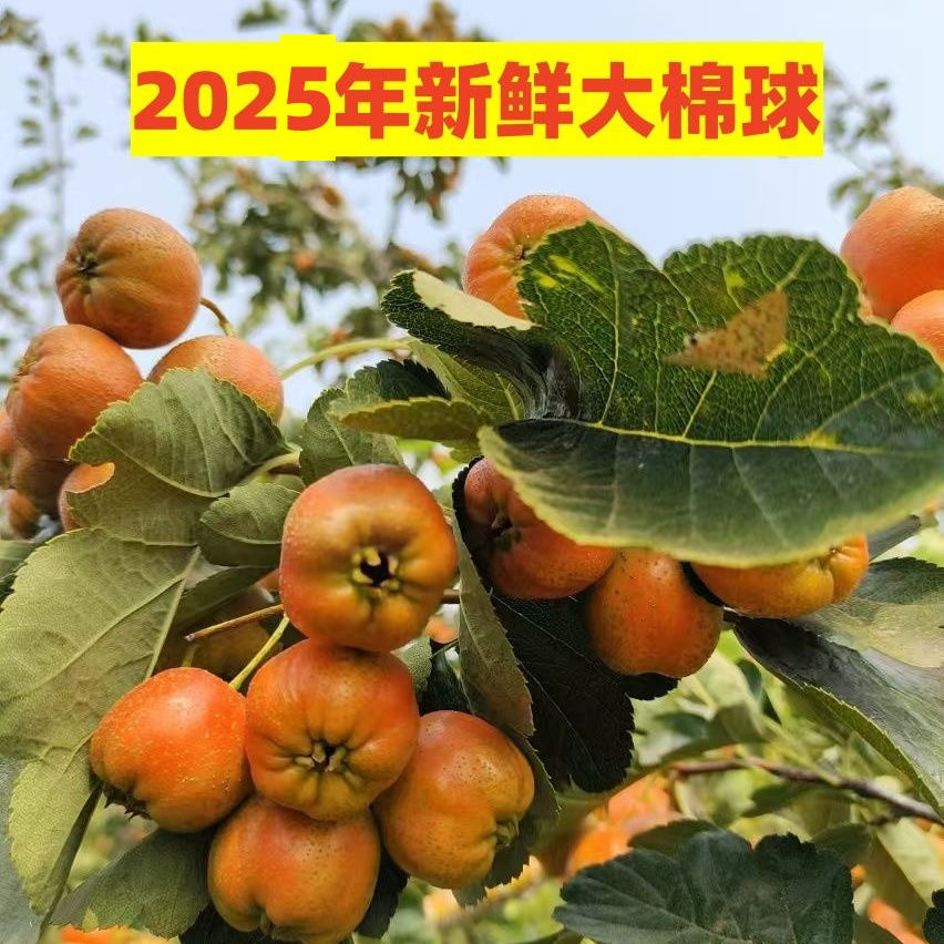沂蒙山新鲜山楂大棉球水果现摘现发糖葫芦原料商用大框装
