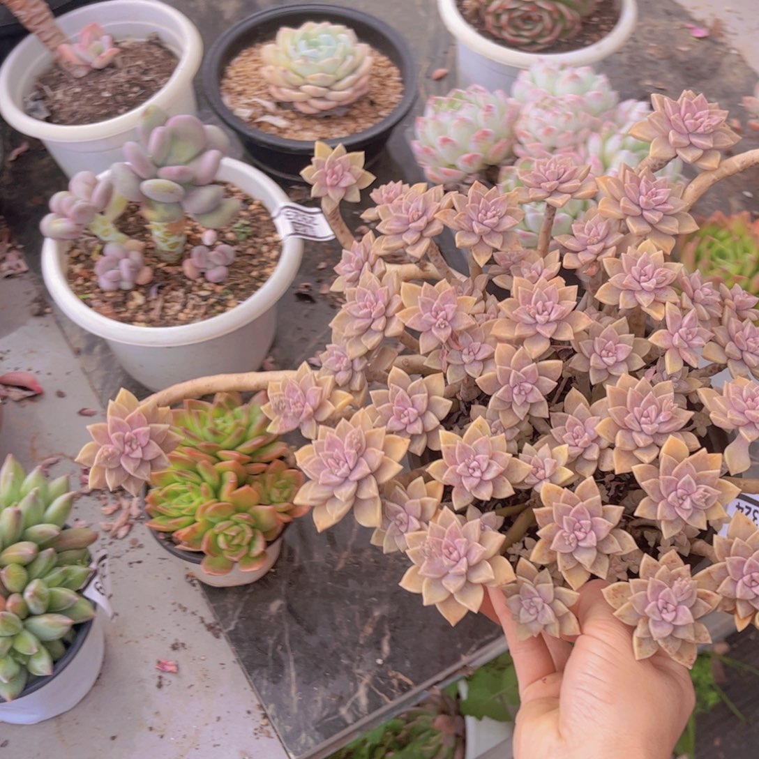 阿伦培0325多肉植物