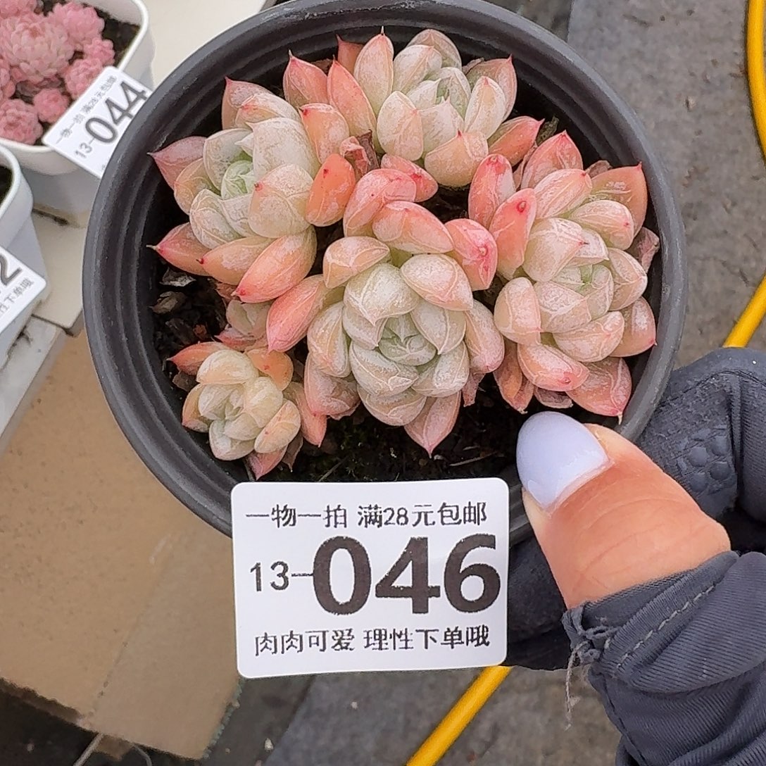 爱莎无盆土发货无盆土发货无