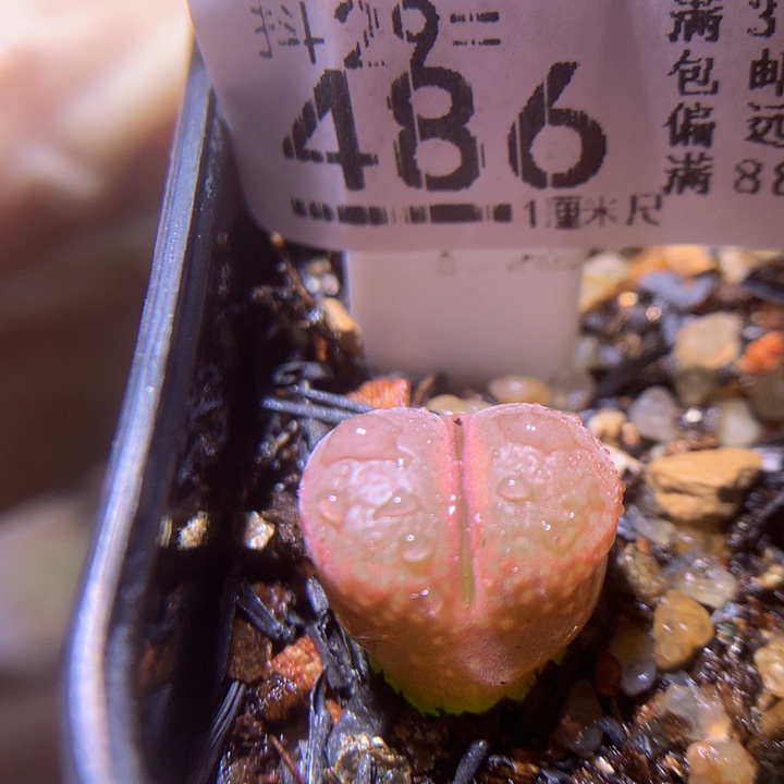 好看啊小可爱29.486