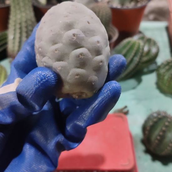 仙人球无刺习志野侧芽福利