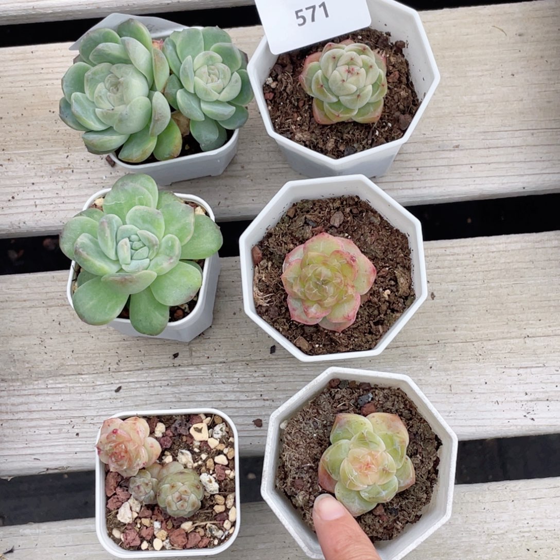 青***栀571号糖心冰心珍妮6