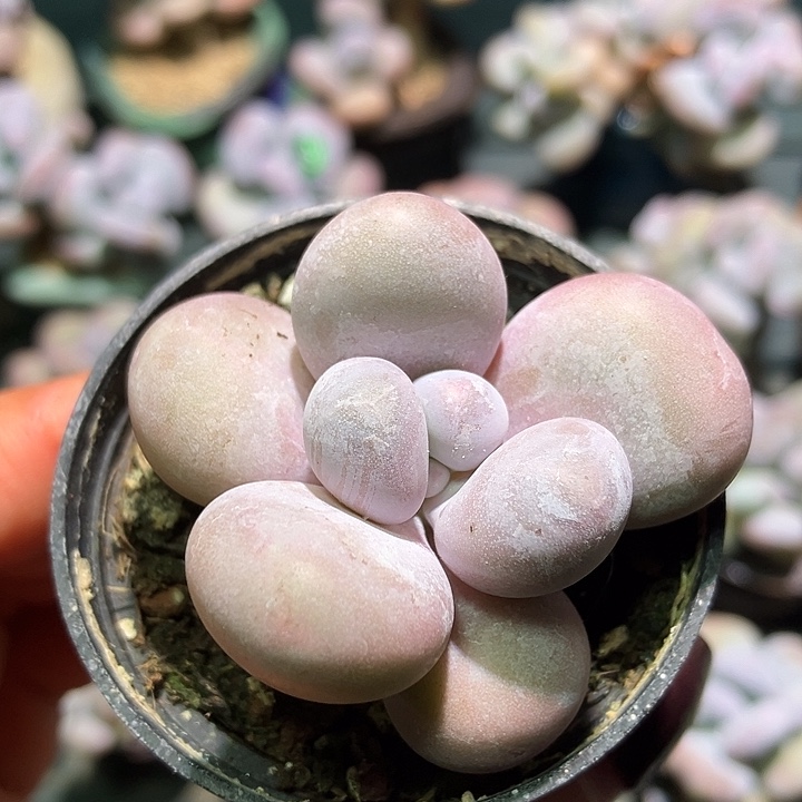 *****XiaYuuuu水光针奶酪专拍