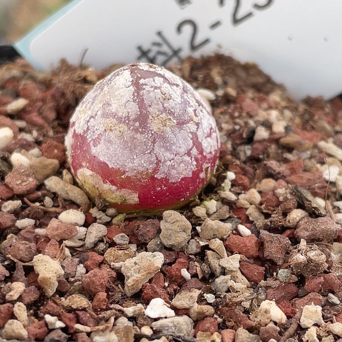 2-23灯泡多肉植物