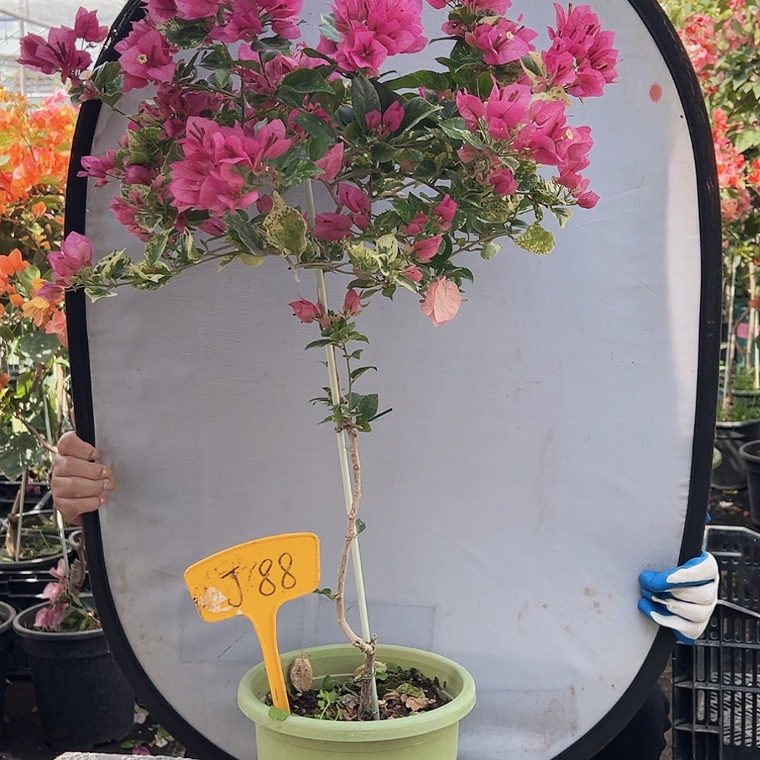 一***月大部分花苞少量开放J88斑叶米罗