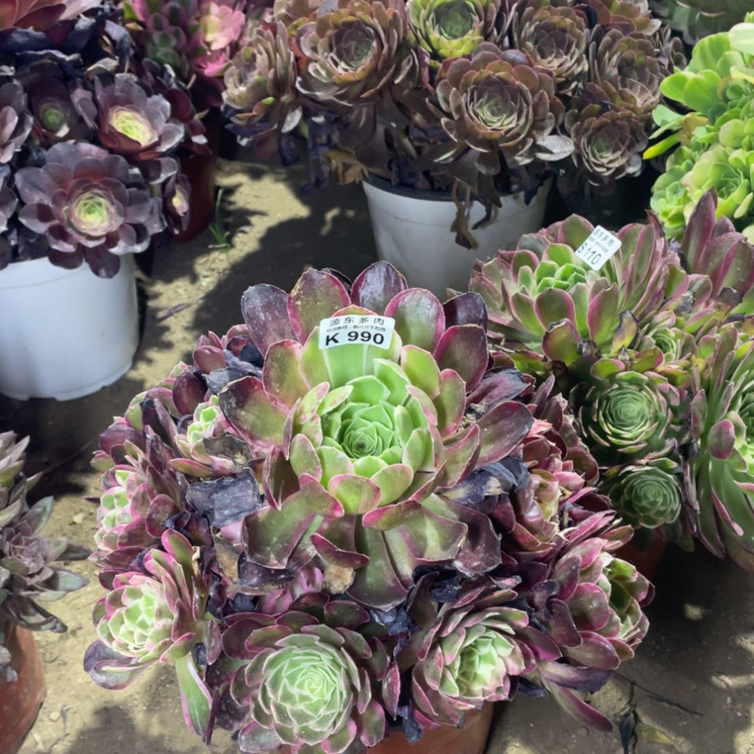 990孔雀翎多肉法师断枝不包