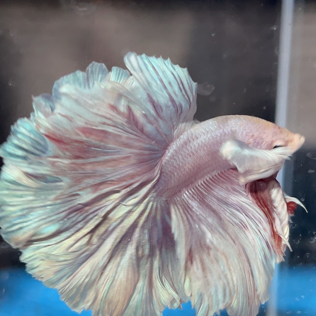 斗鱼54高级高淡紫色大耳降价出