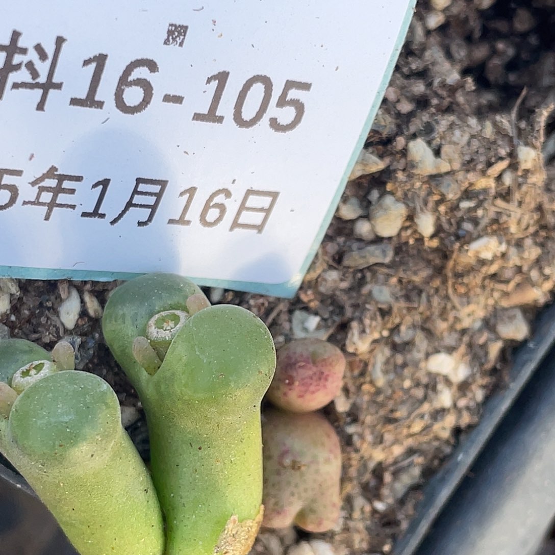 薄****16-105肉锥多肉植物