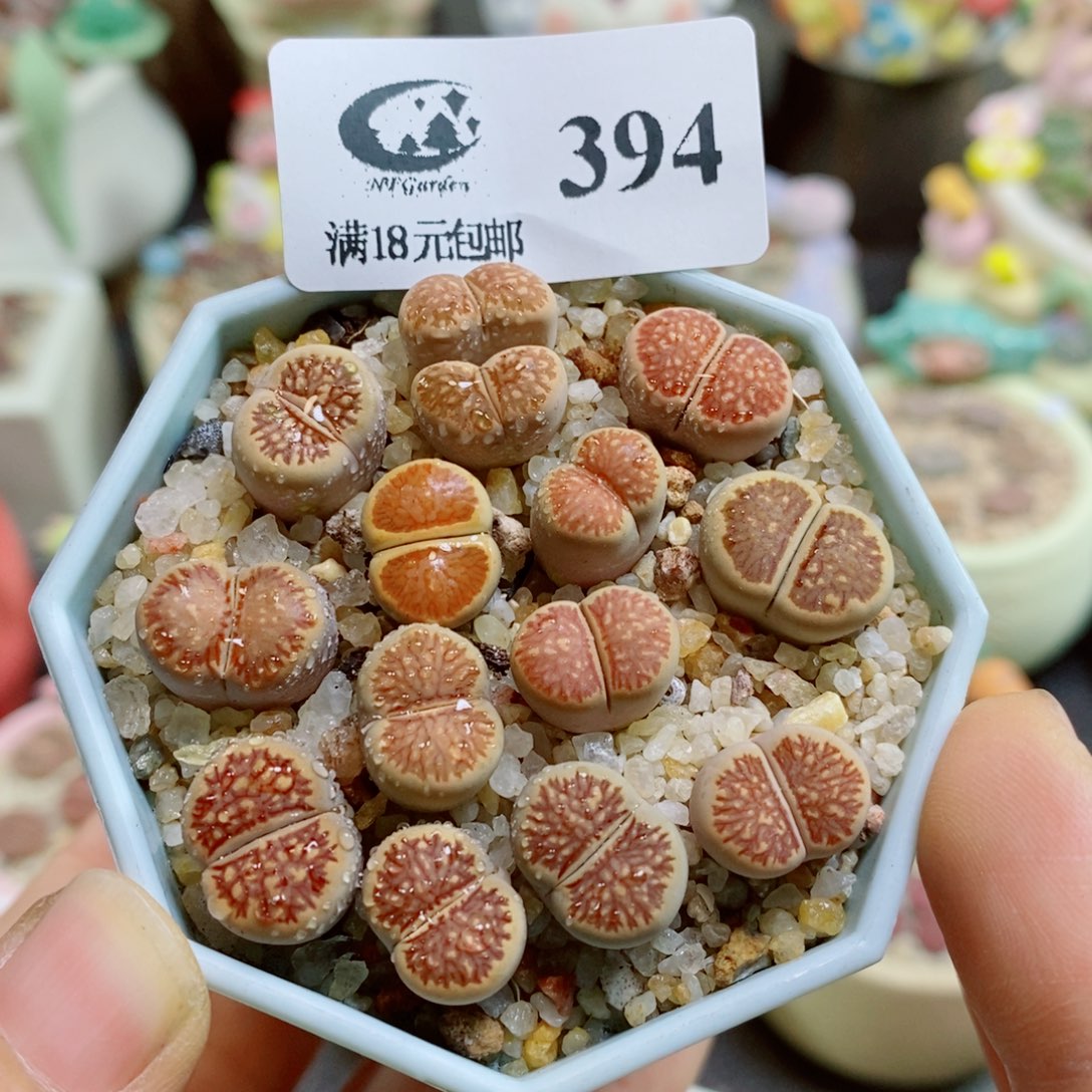 生石花花花哈哈哈哈哈哈394