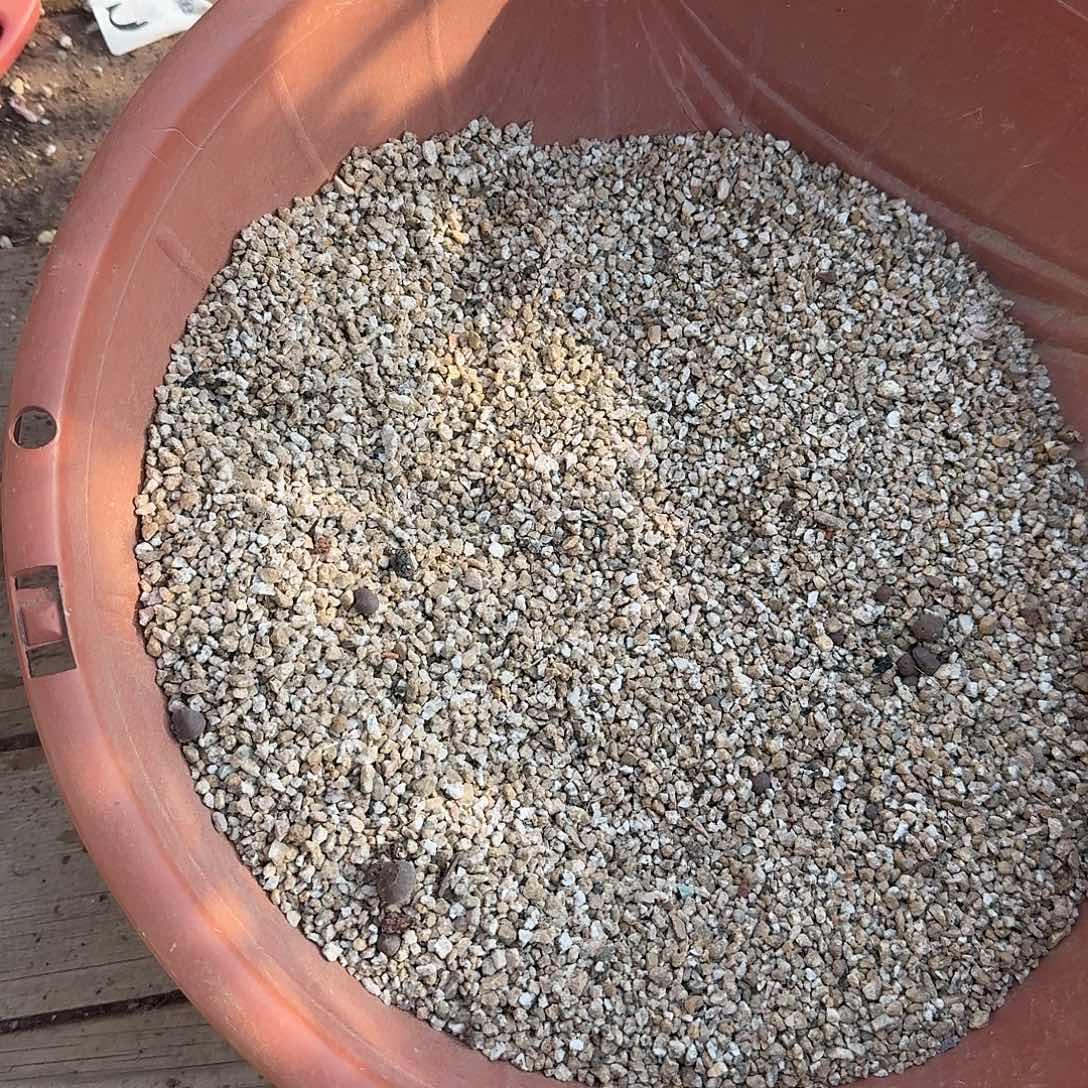 麦饭石小颗粒多肉植物