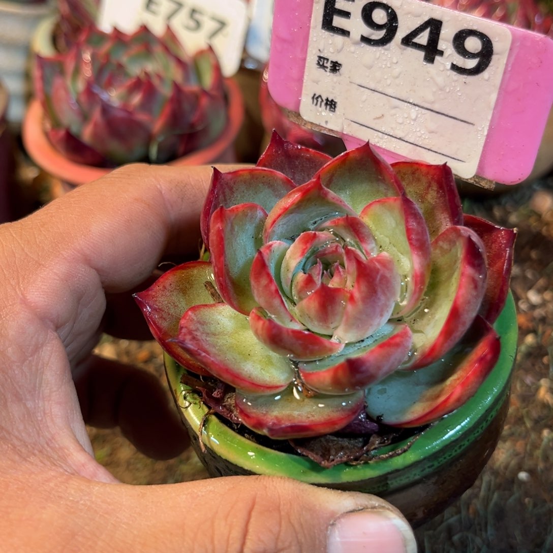 惊鸿一瞥949号多肉