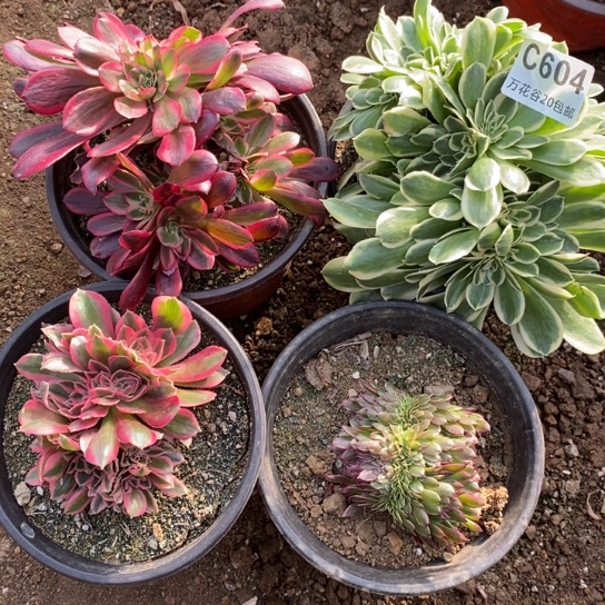 604四棵多肉植物