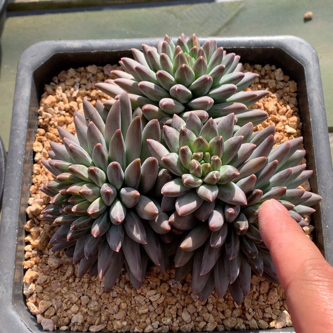 我们家的小仙女们