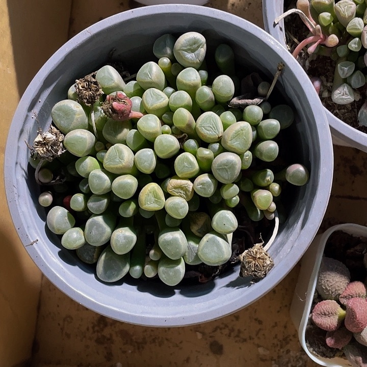 超大盆五十铃玉带盆