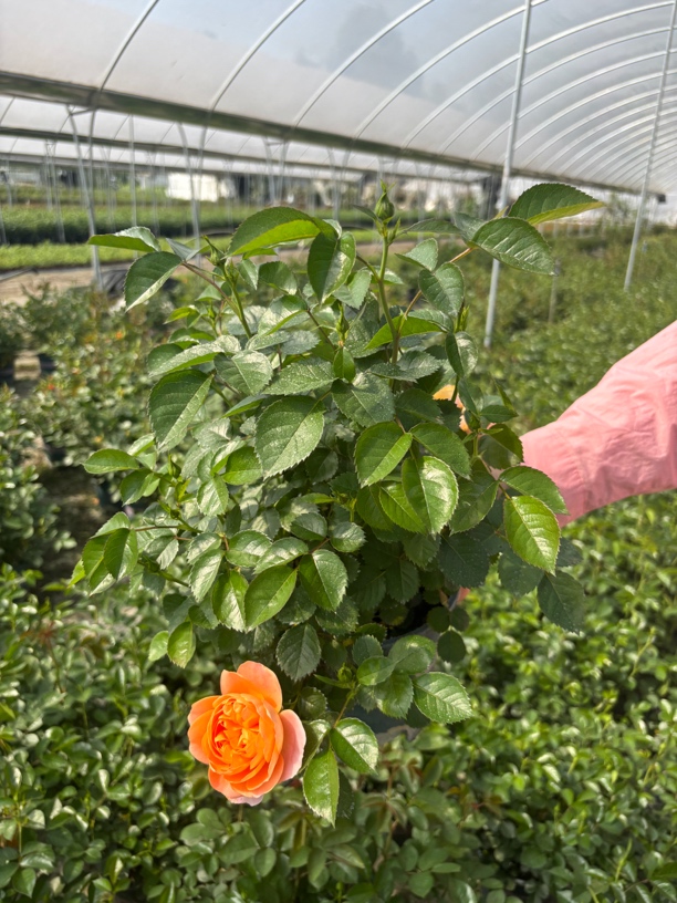 果汁阳台橙果汁 欧月一加仑带花包发货