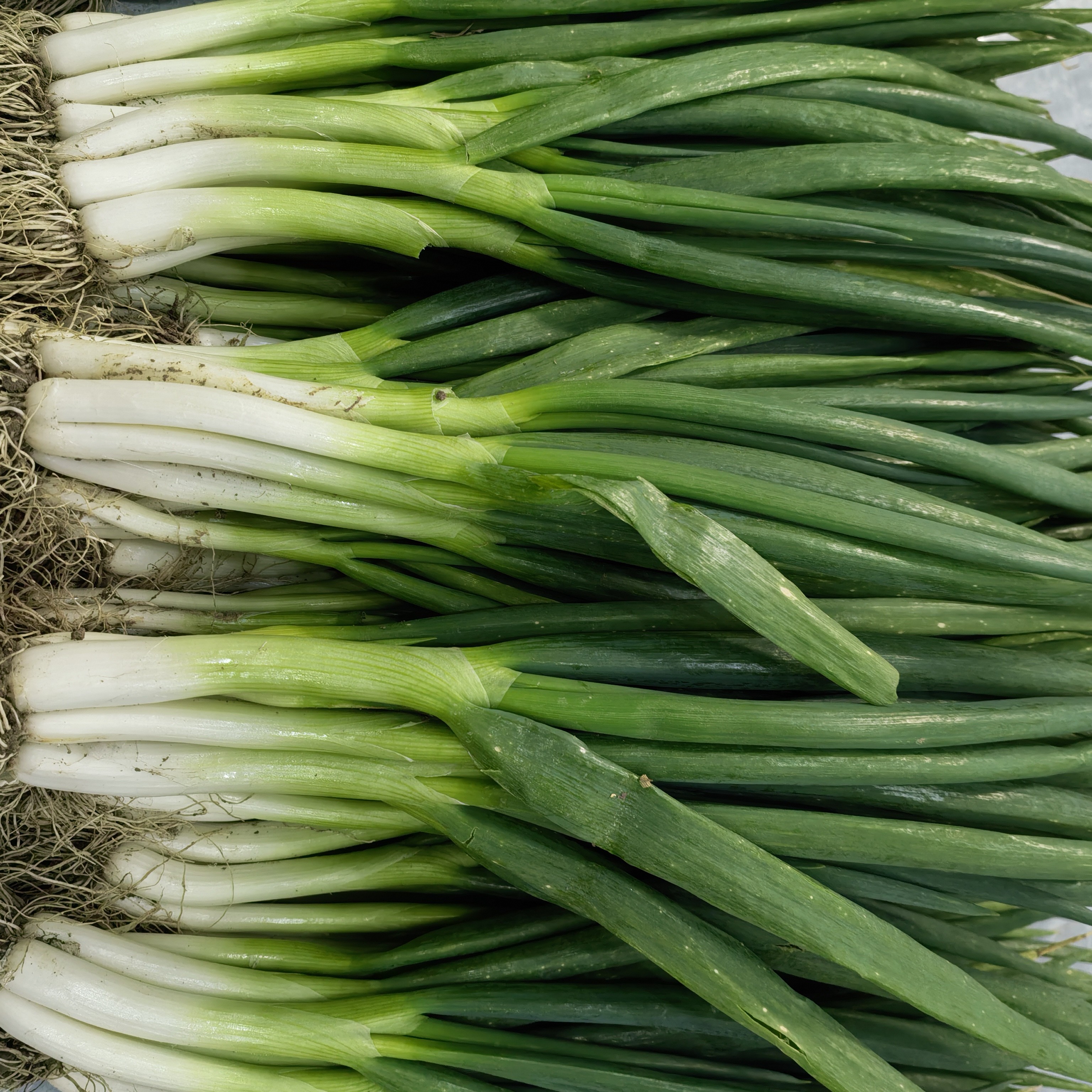 安徽农家现挖新鲜分葱产地直发可生吃沾酱包饺子