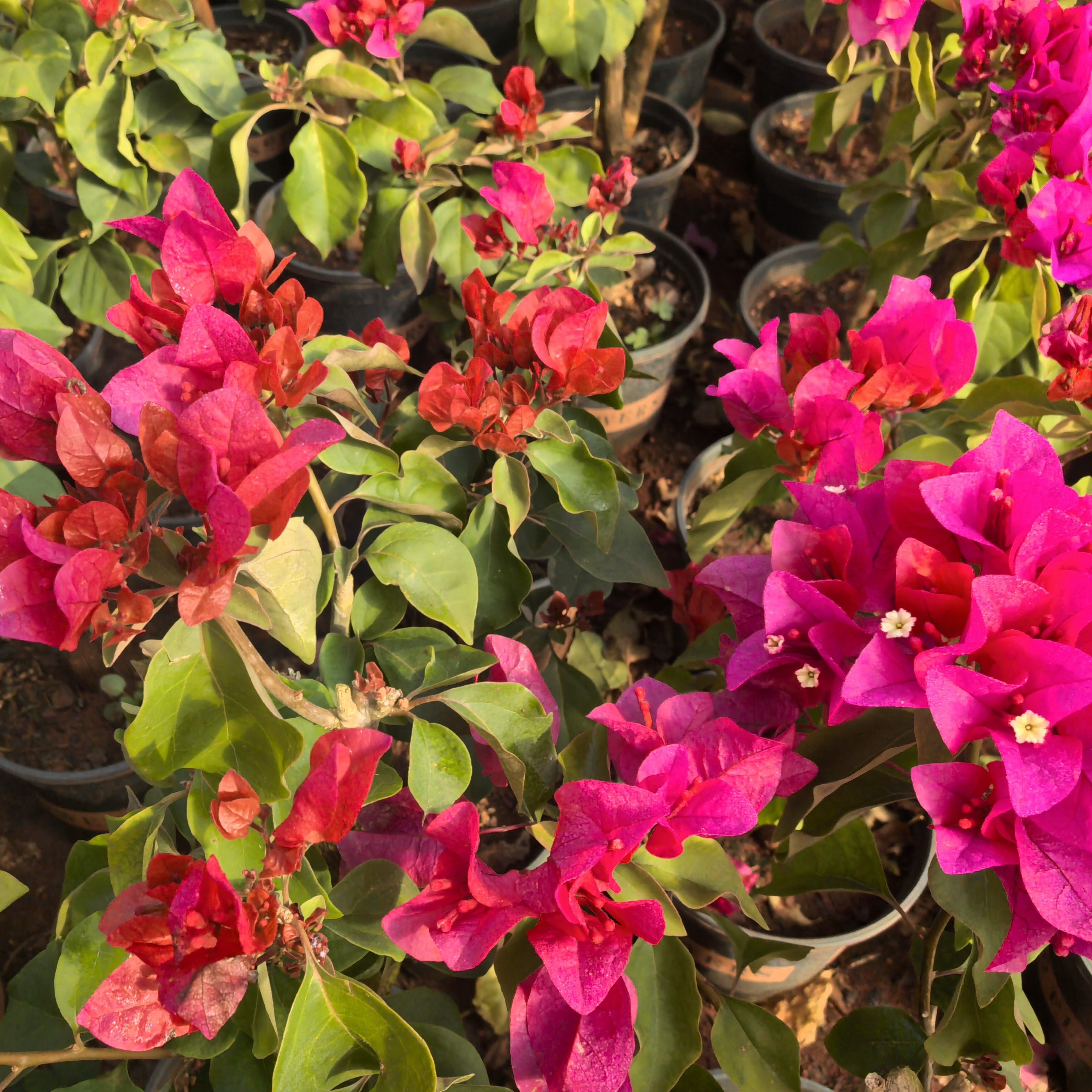 同安红-中国红［一物一拍］运输中掉花掉叶断枝属正常现象 介意勿拍