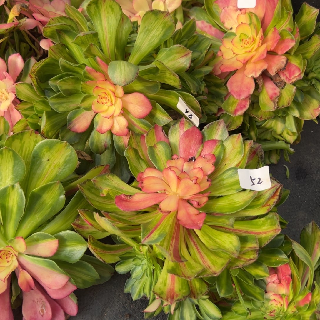 52知否无根多肉椅子