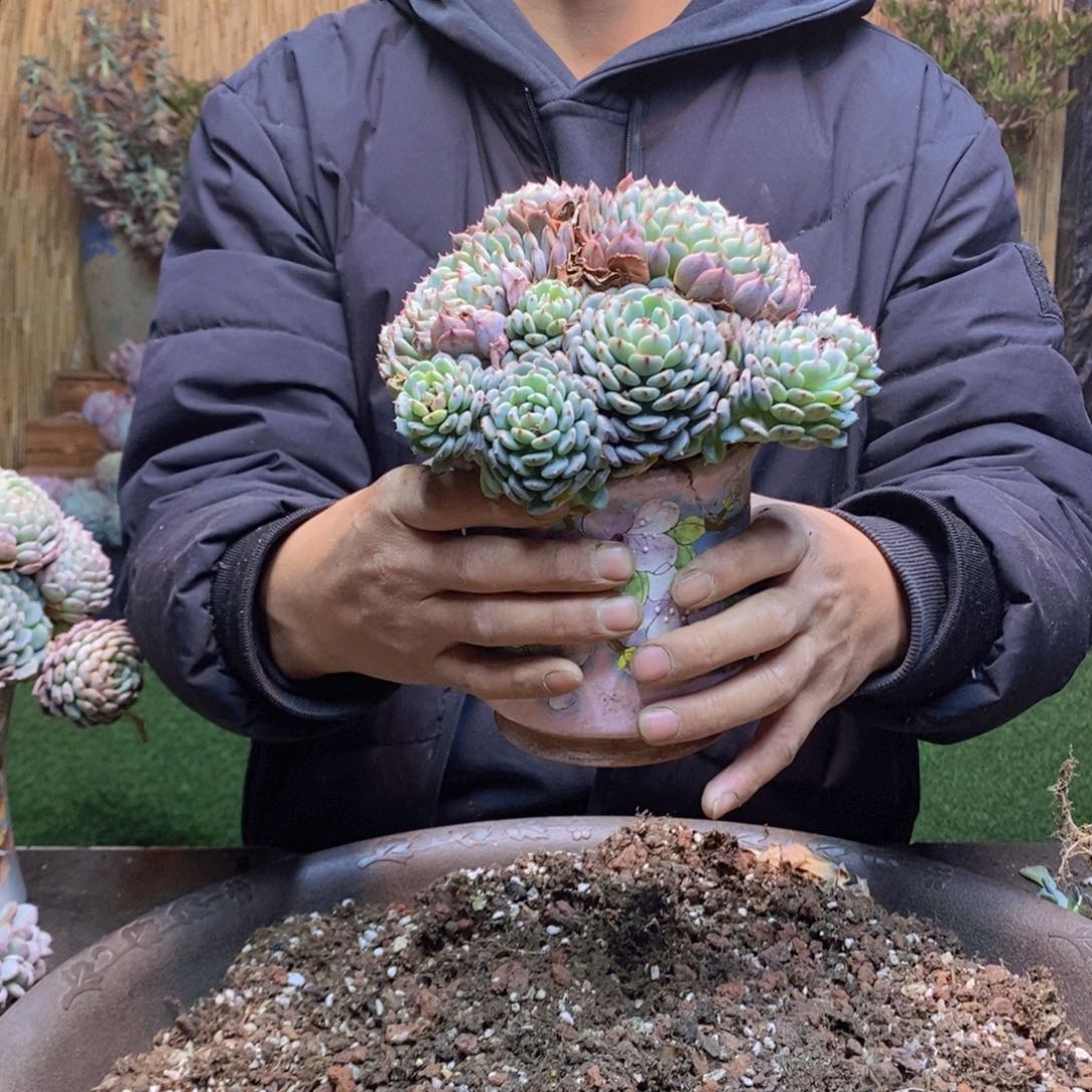 哦*37 号白胖子多肉