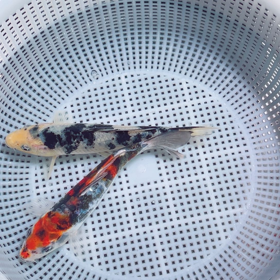 锦鲤锦鲤观赏鱼1111