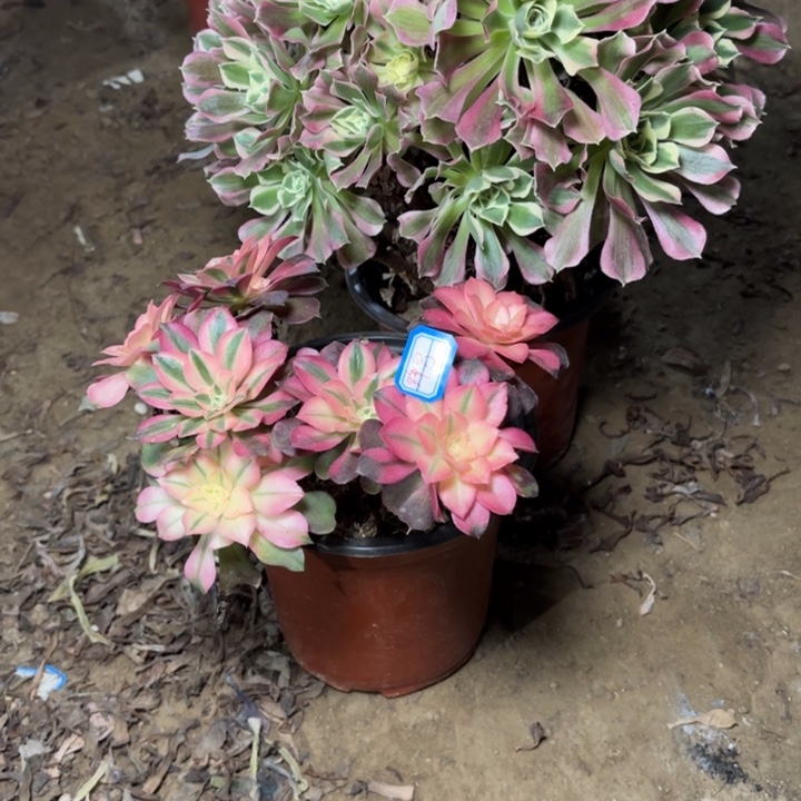 锋***）多肉植物法师白凤38