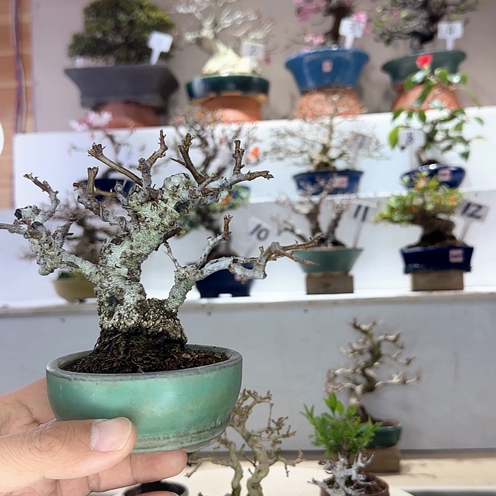 木本橘凝火棘盆栽