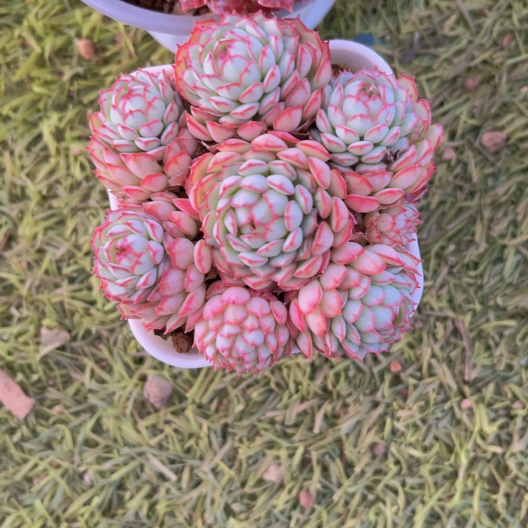 小红衣7.5公分9999999