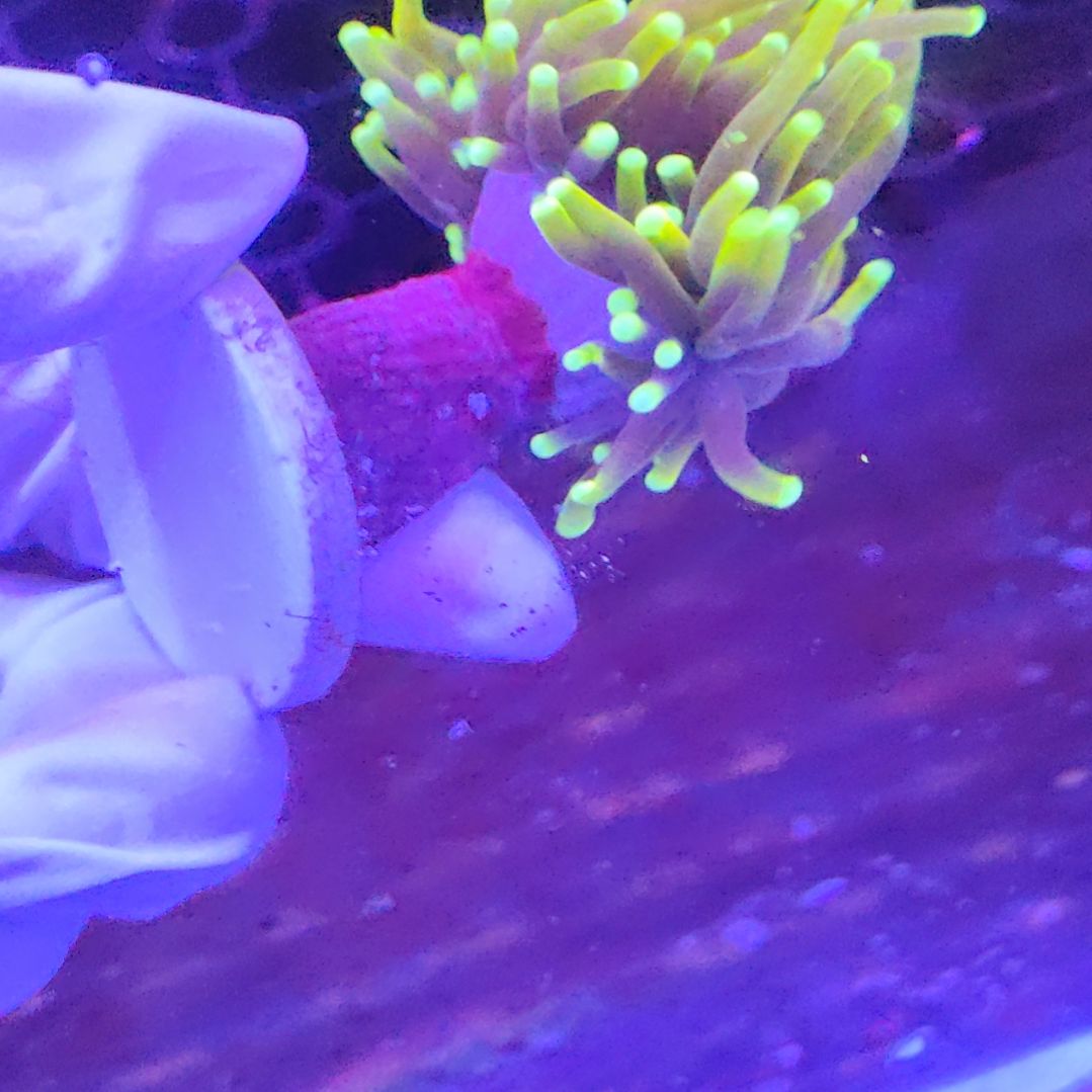 智海海洋珊瑚 不支持退货不包邮