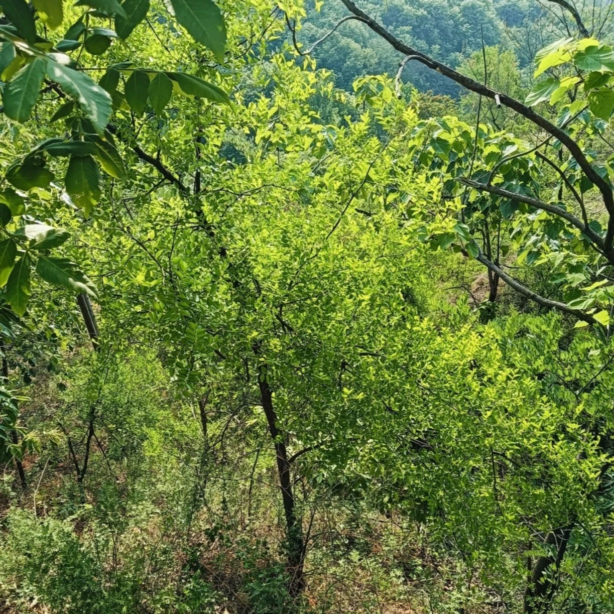 黄荆，黄栌，花皮榆，雀梅，酸枣，榔榆盆景以直播间实物，为准一物一拍