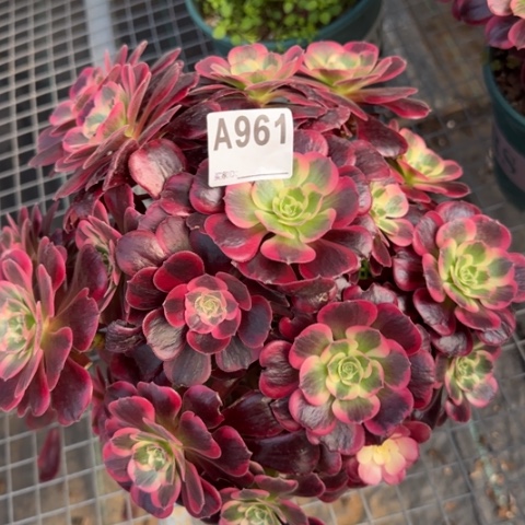 961凤冠25厘米左右